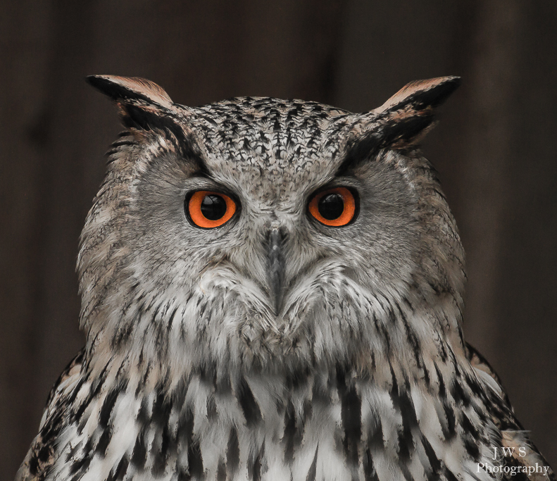 Uhu (Bubo bubo)