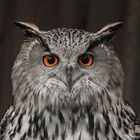 Uhu (Bubo bubo)