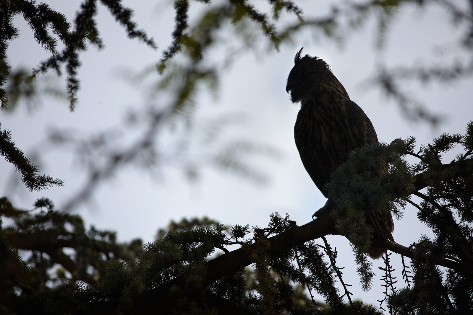 Uhu (Bubo bubo)