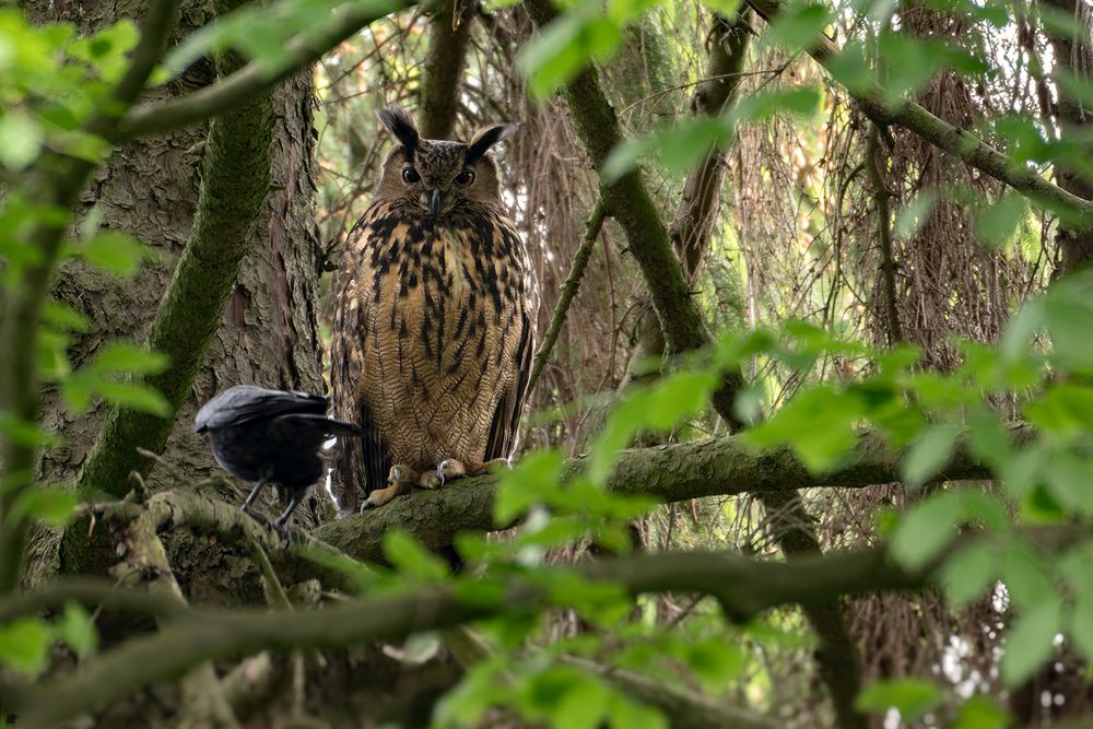 Uhu | Bubo bubo