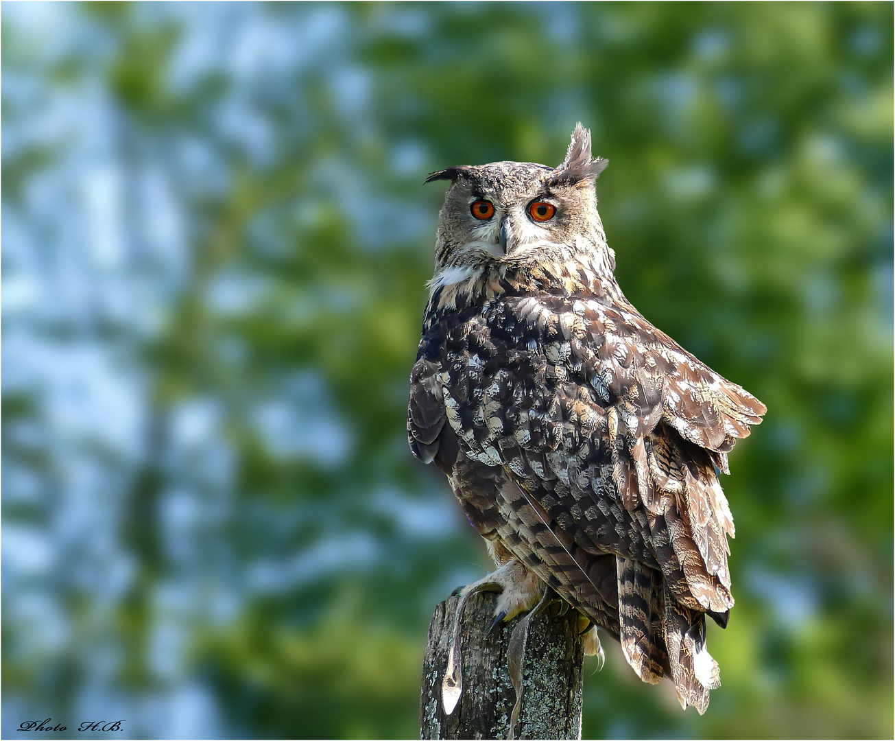 UHU - Bubo bubo