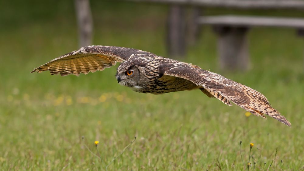 Uhu (Bubo bubo)