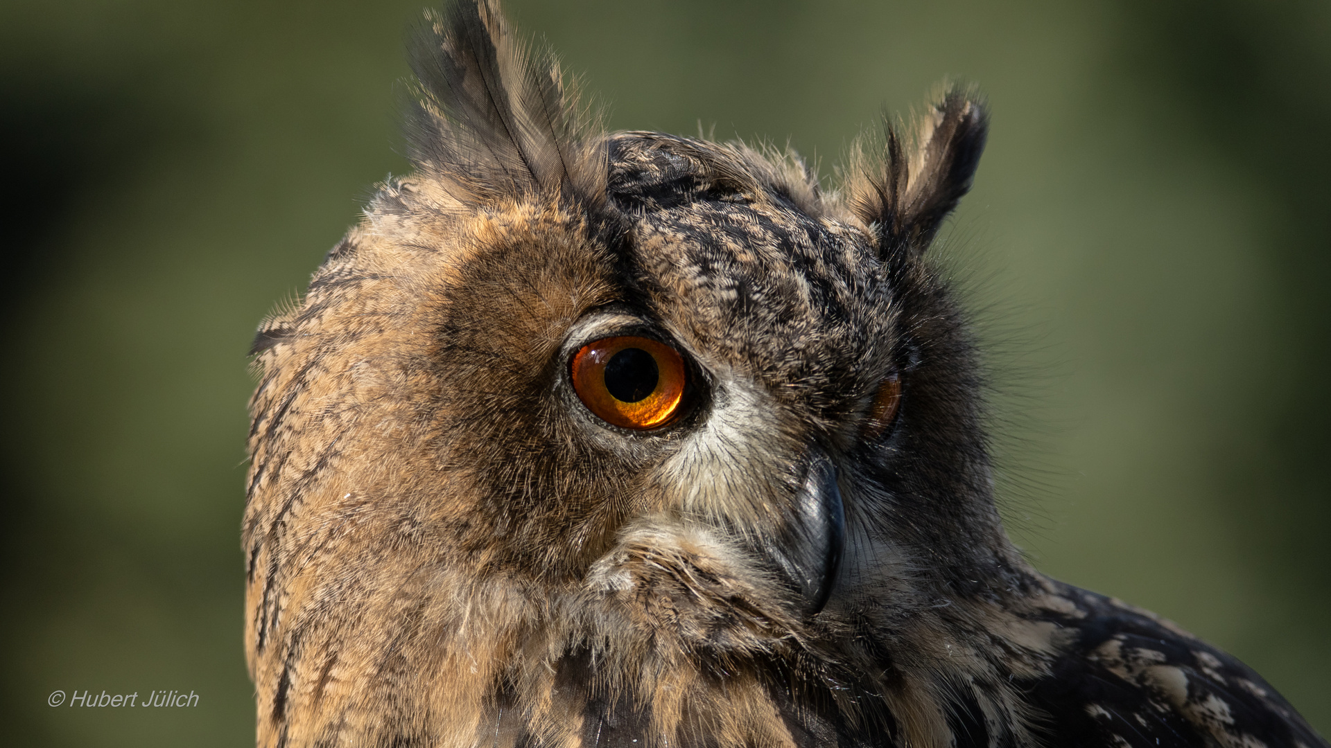 Uhu (Bubo bubo)