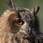 Uhu (Bubo bubo)