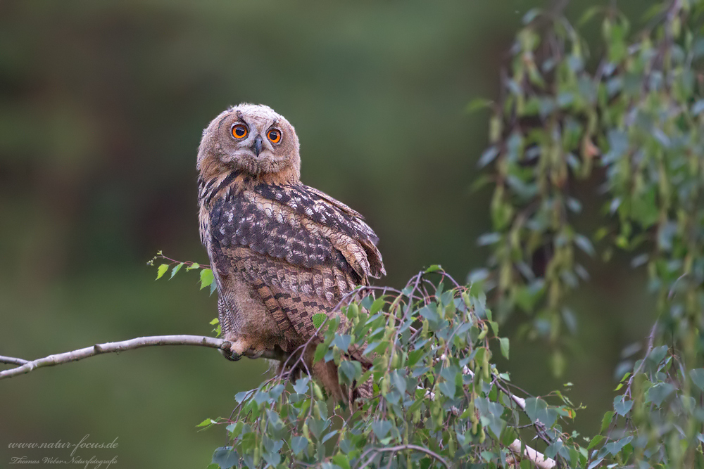 Uhu (Bubo bubo)