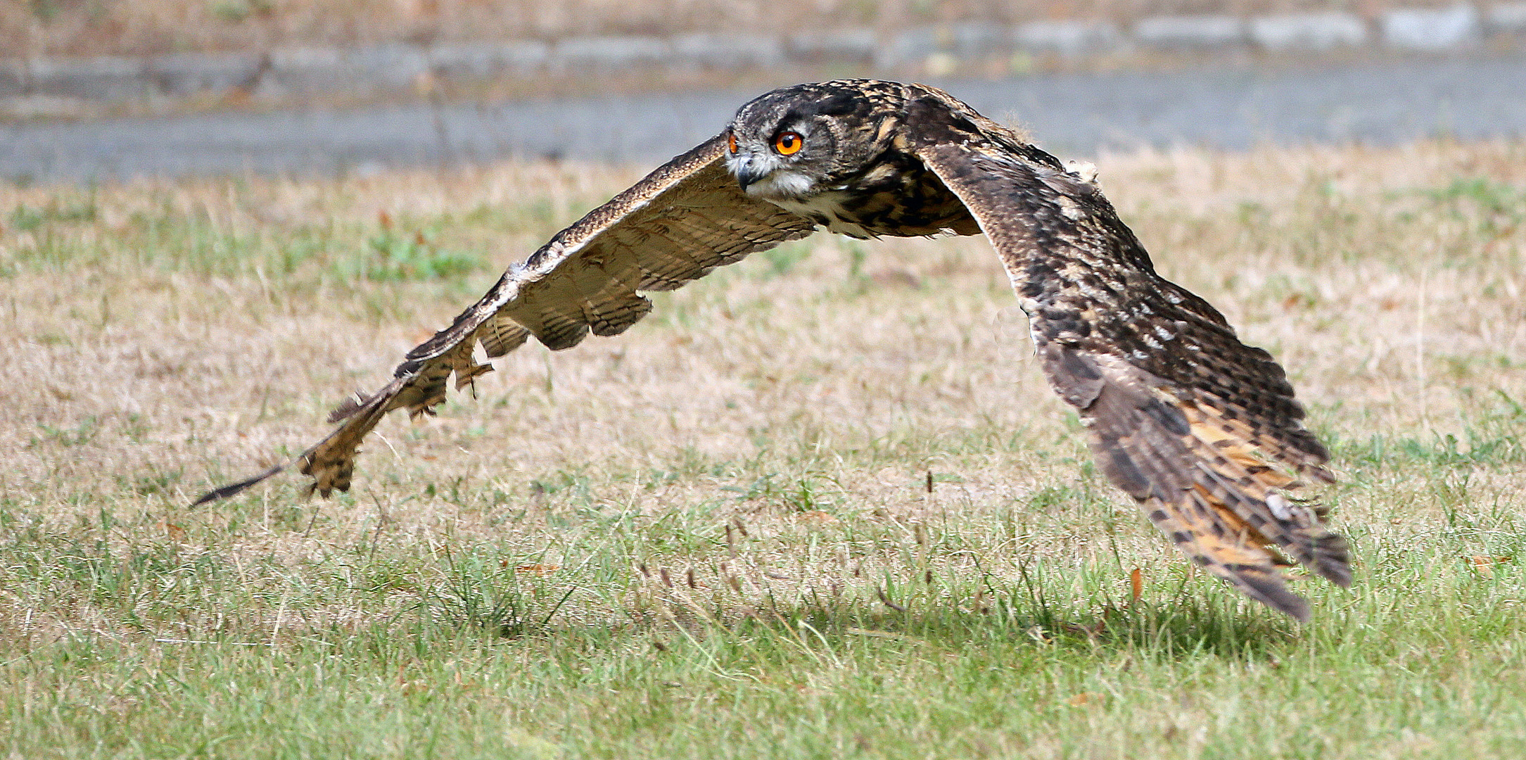 Uhu (Bubo bubo) 