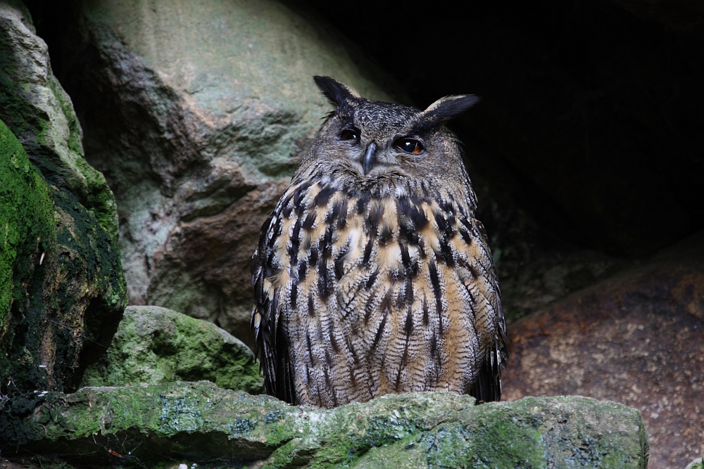 Uhu - Bubo bubo