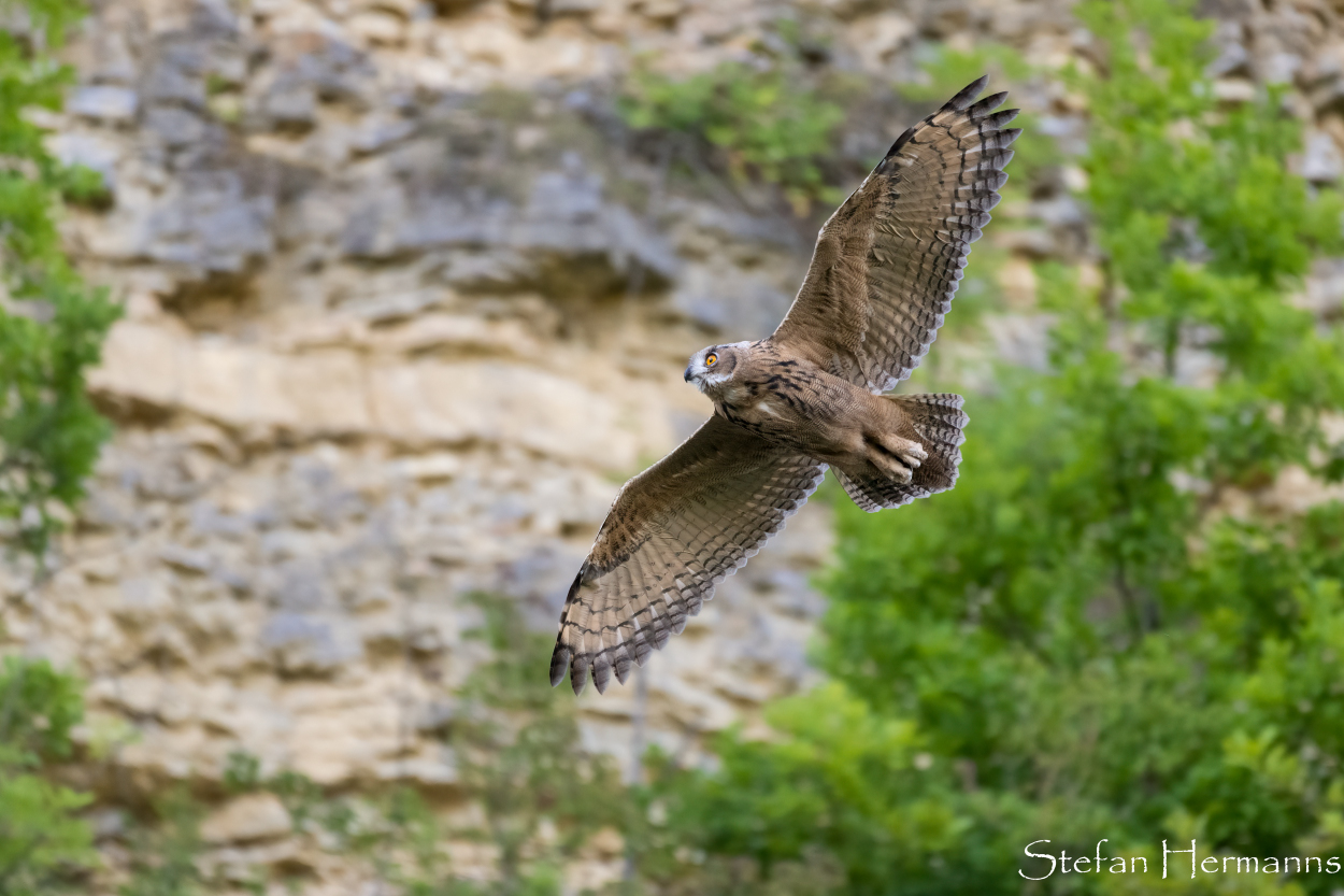 Uhu (Bubo bubo)