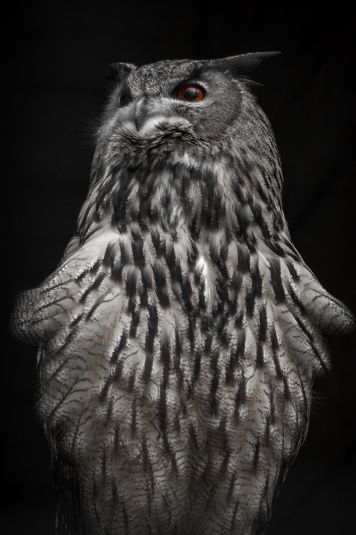 Uhu (Bubo bubo)