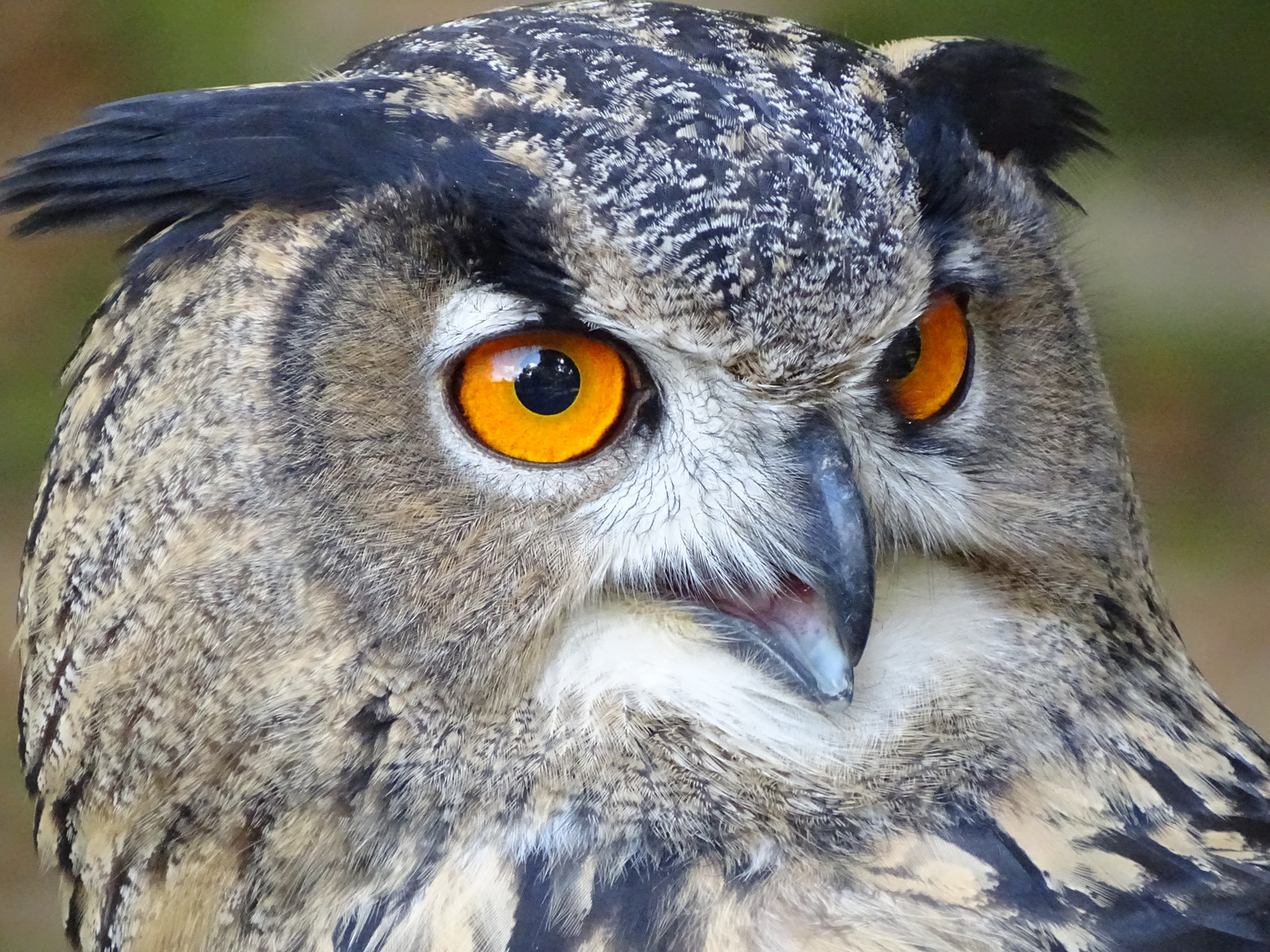 Uhu (Bubo bubo)