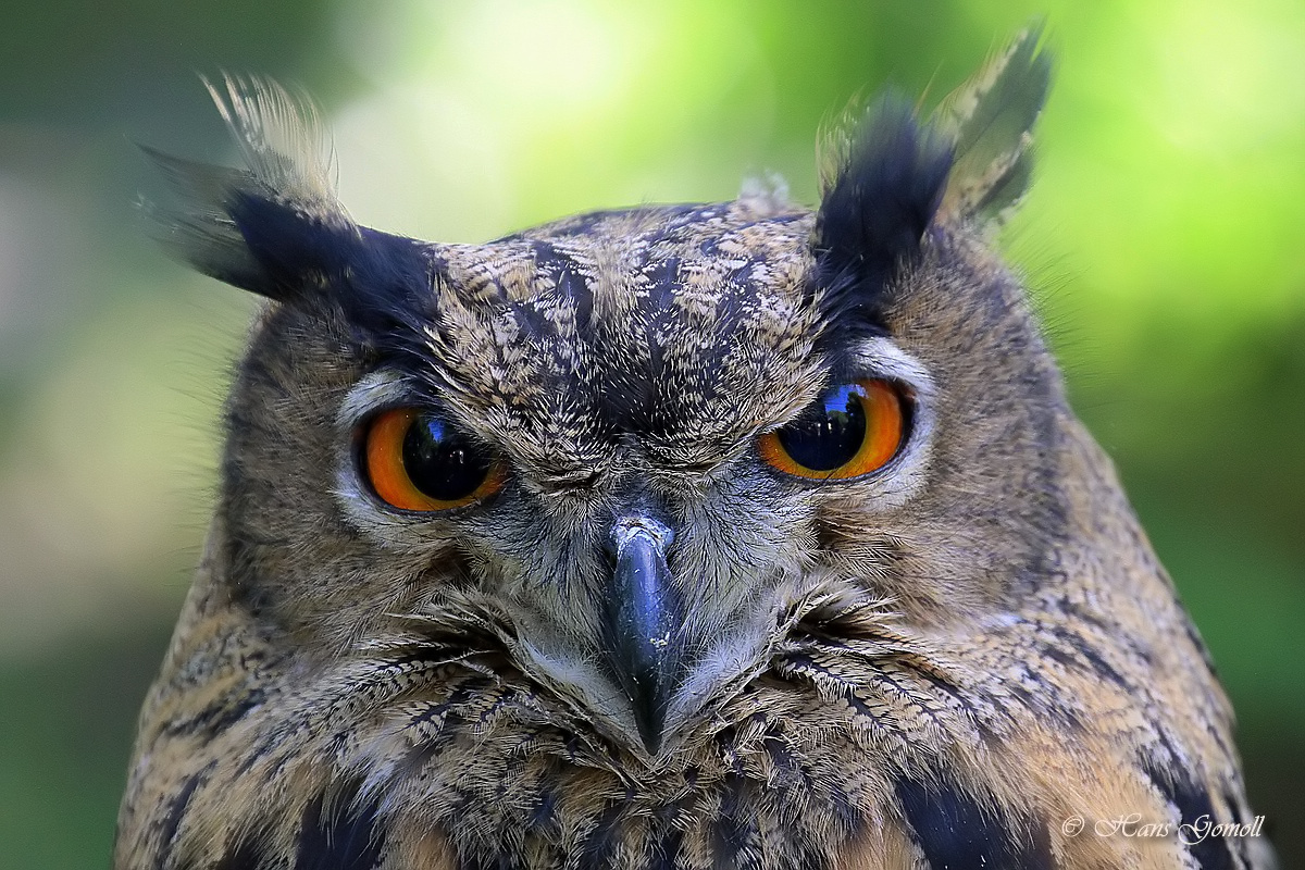 Uhu (Bubo bubo)