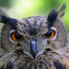 Uhu (Bubo bubo)