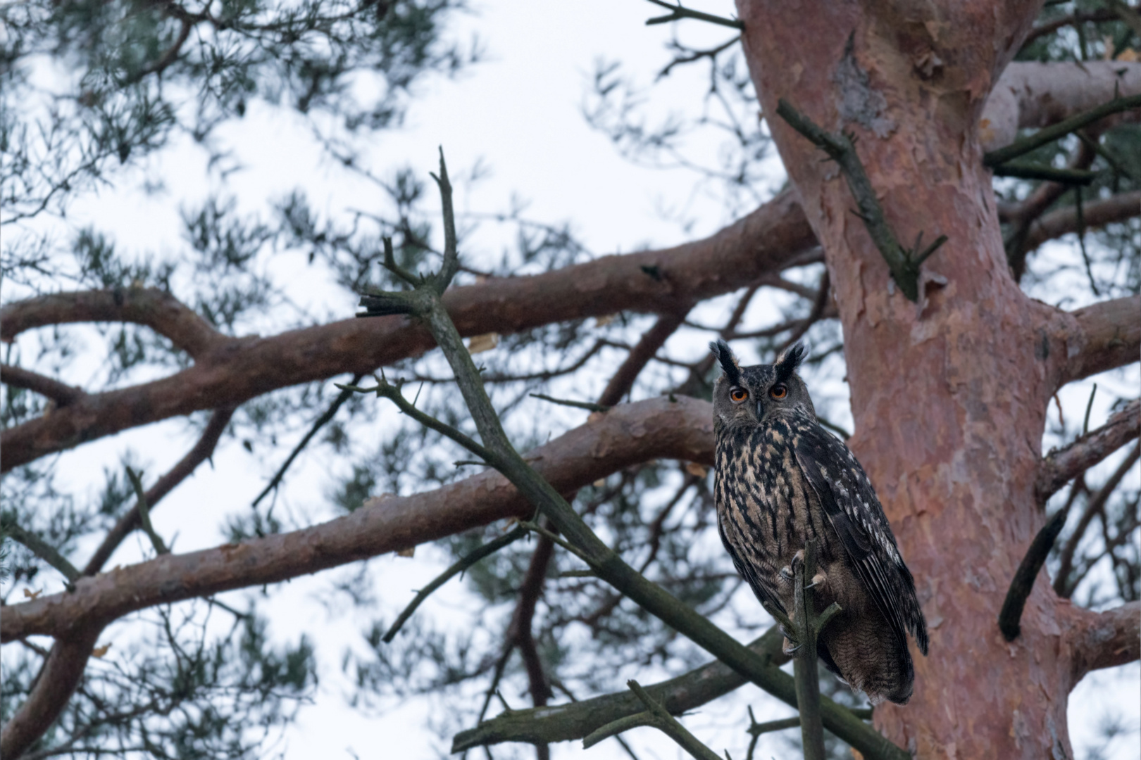 Uhu (Bubo bubo)