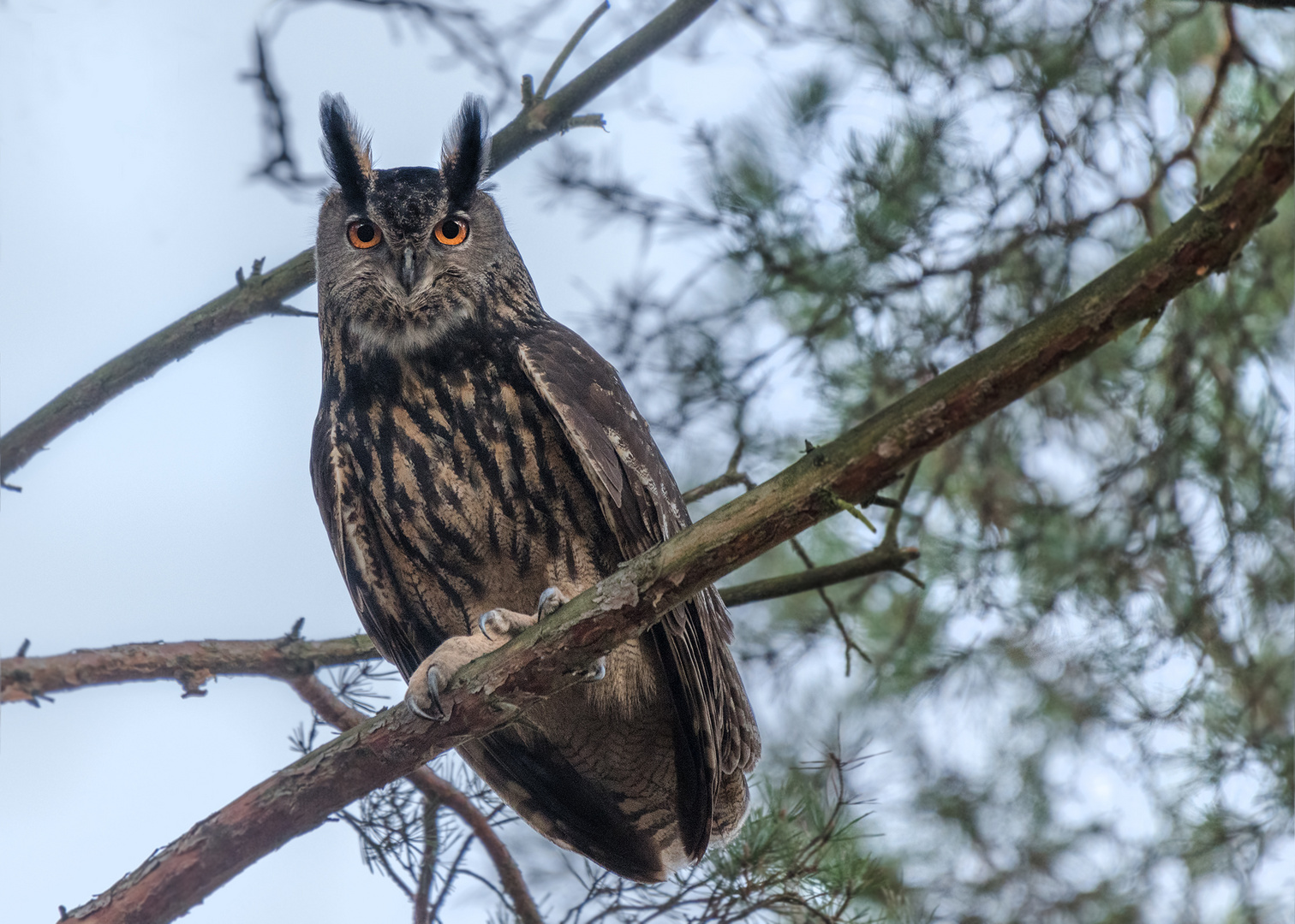 Uhu (Bubo bubo)