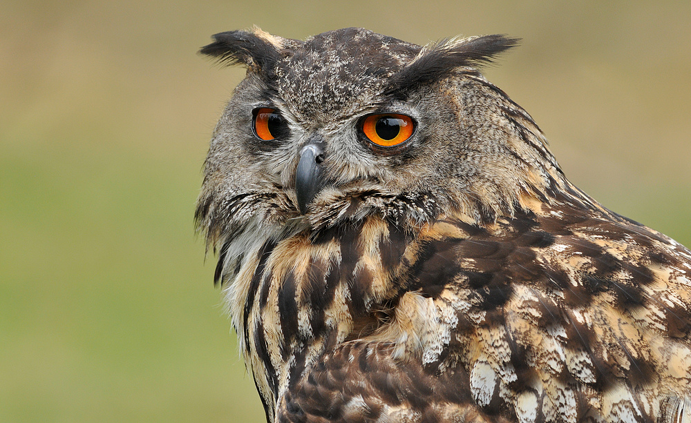 Uhu (Bubo bubo) – Aufmerksamkeit