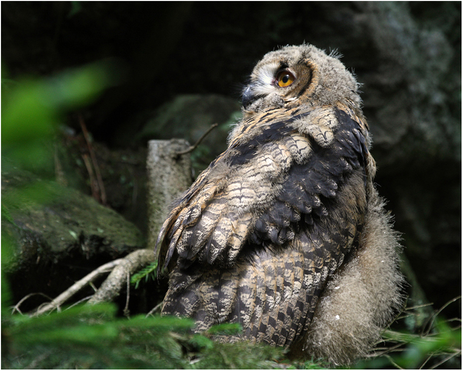 Uhu (Bubo bubo)