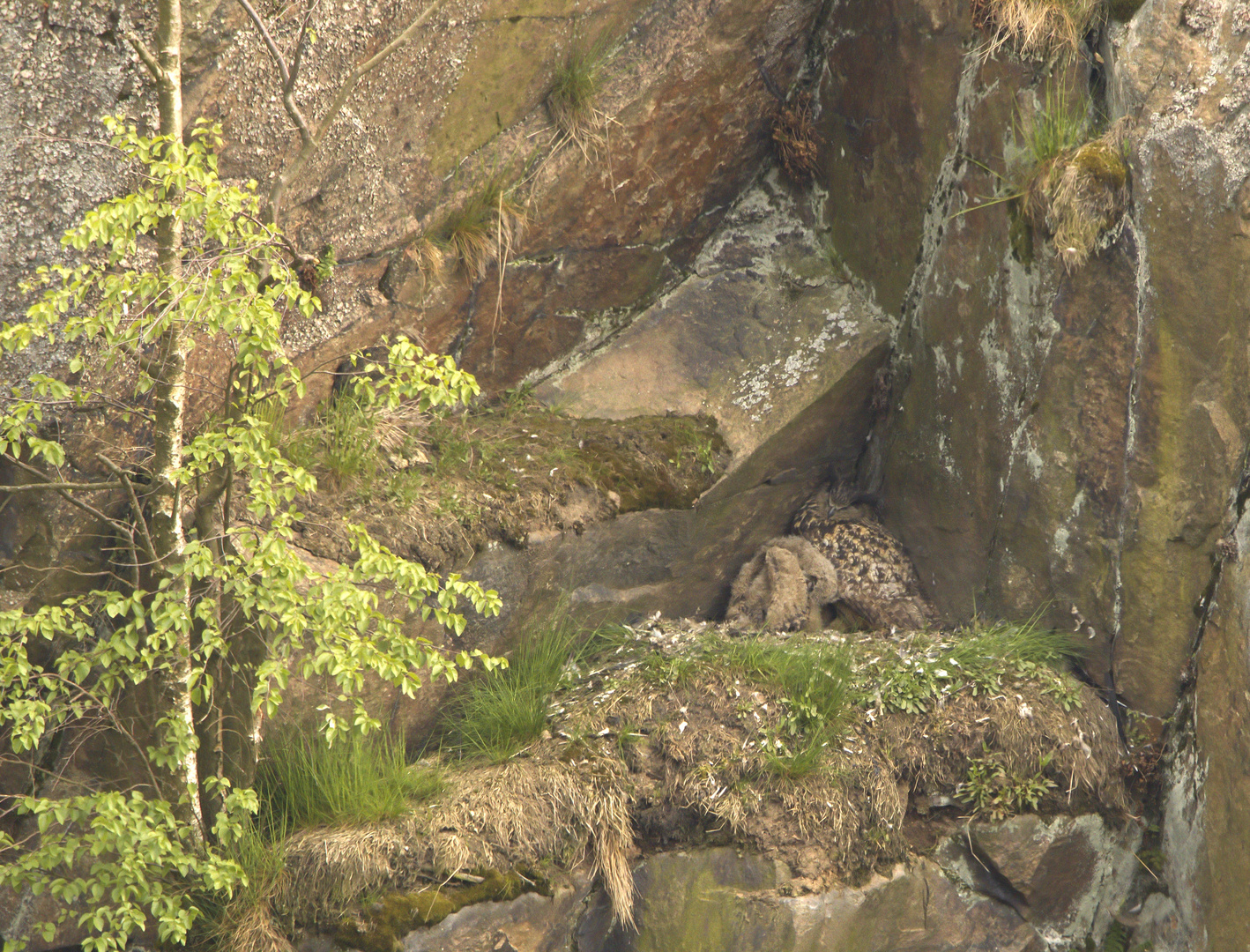 Uhu ( Bubo bubo)