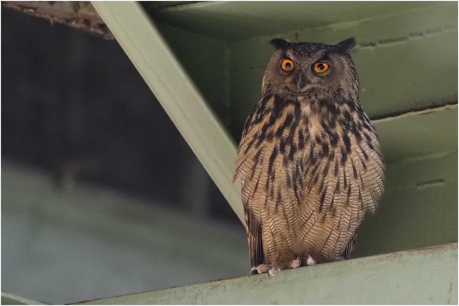 Uhu (Bubo bubo)