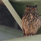 Uhu (Bubo bubo)