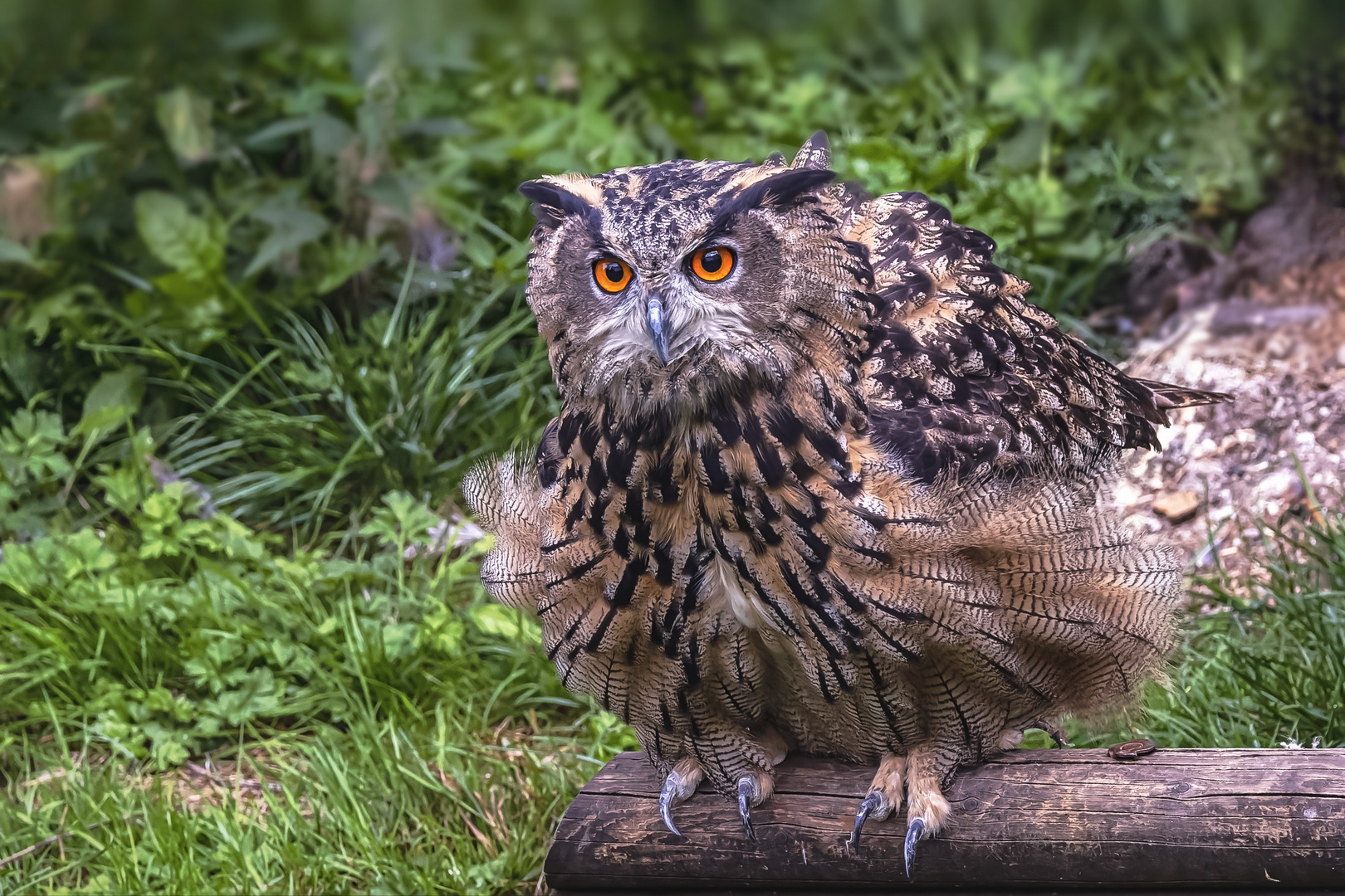 Uhu (Bubo bubo)