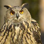 Uhu (Bubo bubo)