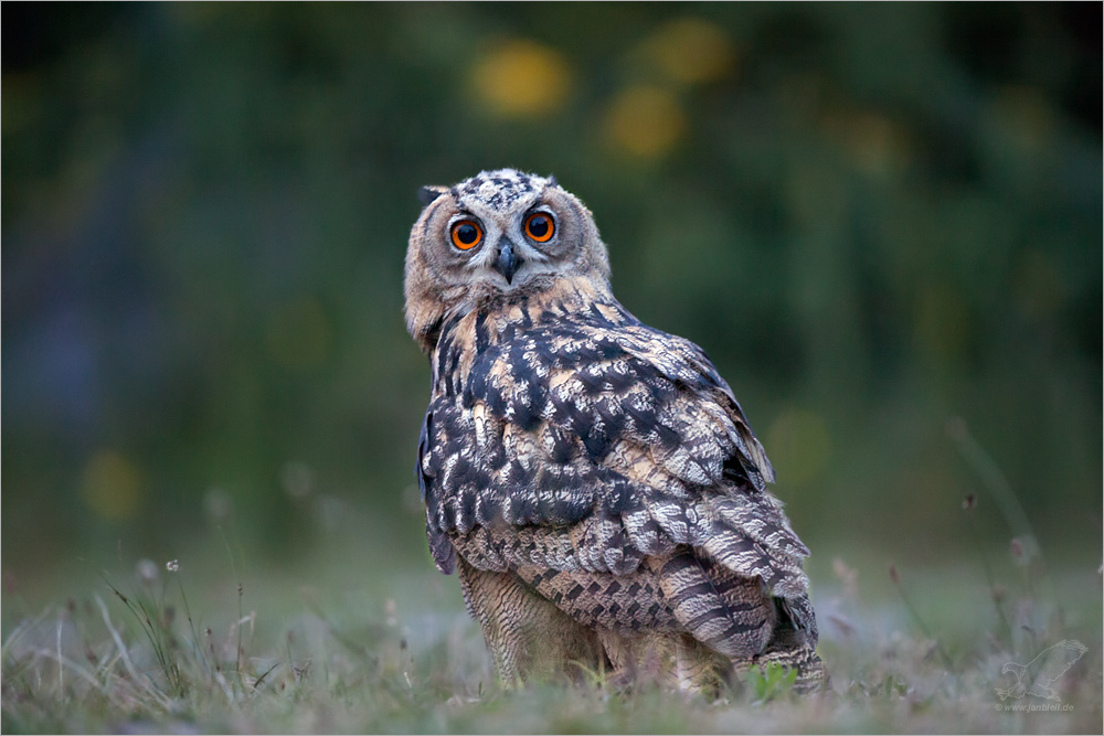 Uhu (bubo bubo)