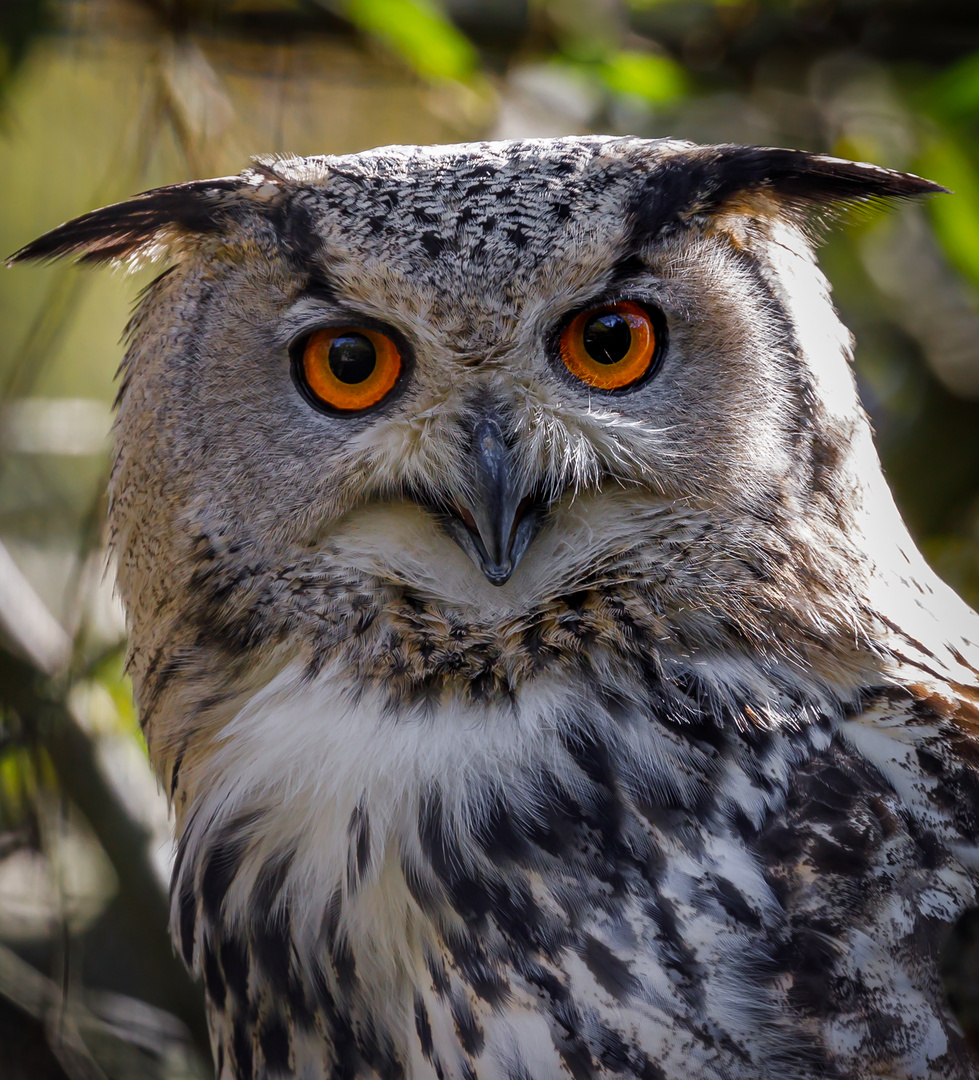 Uhu (Bubo bubo)