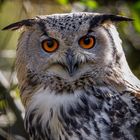 Uhu (Bubo bubo)