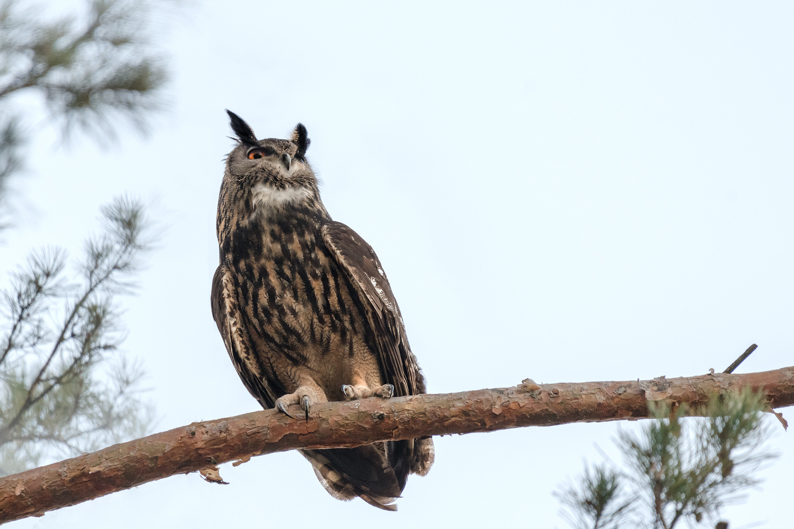 Uhu (Bubo bubo)