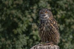 Uhu (Bubo bubo)