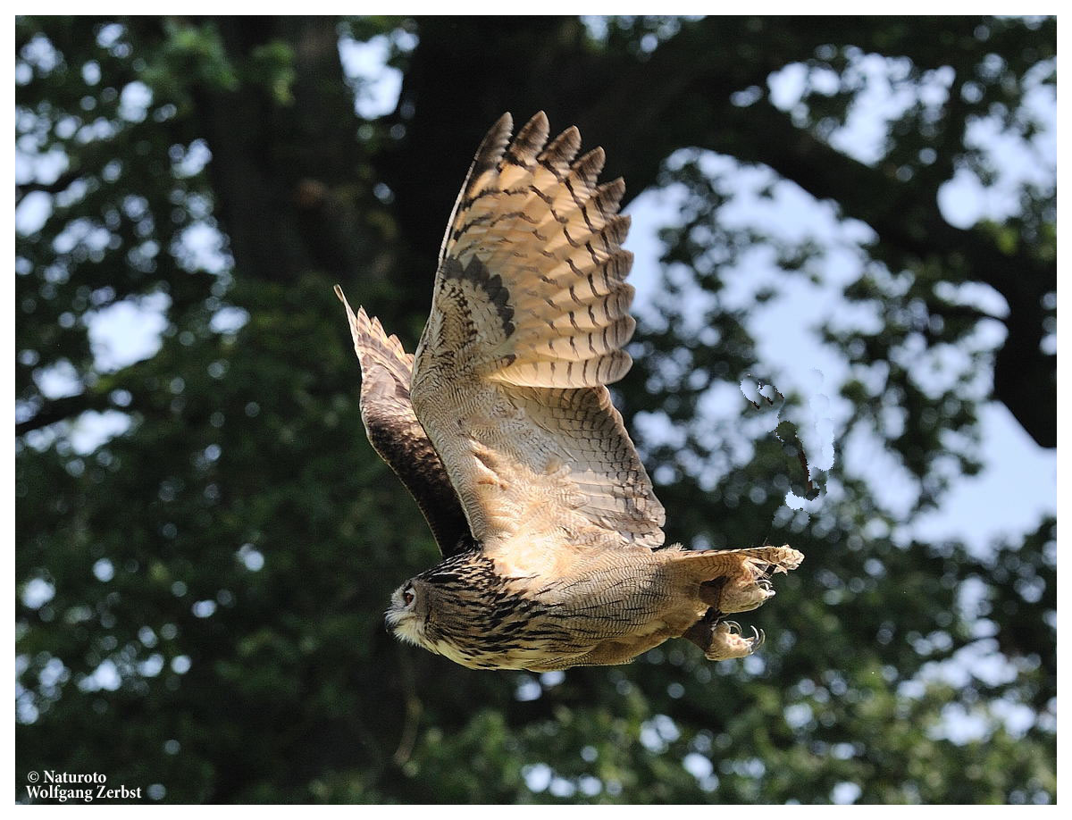 ---- Uhu ---- ( Bubo bubo )