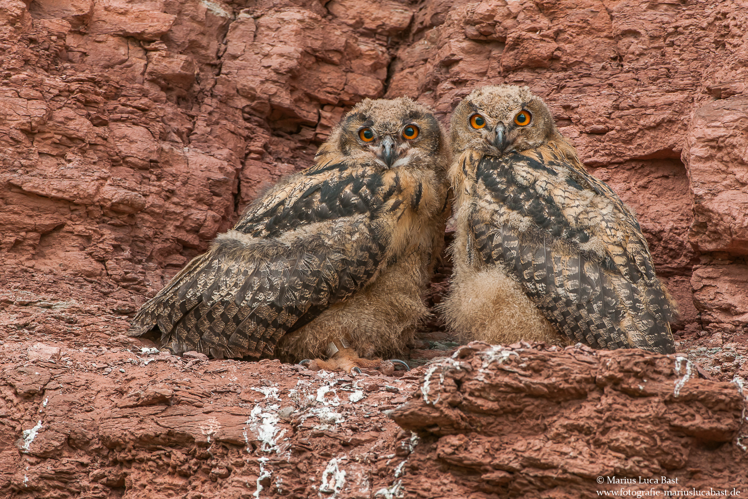 Uhu (Bubo Bubo)