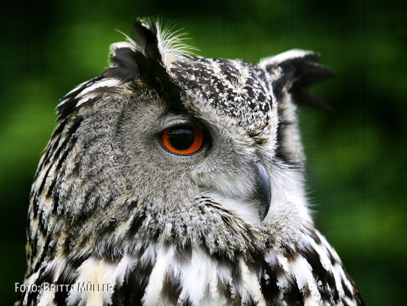 Uhu (Bubo bubo)