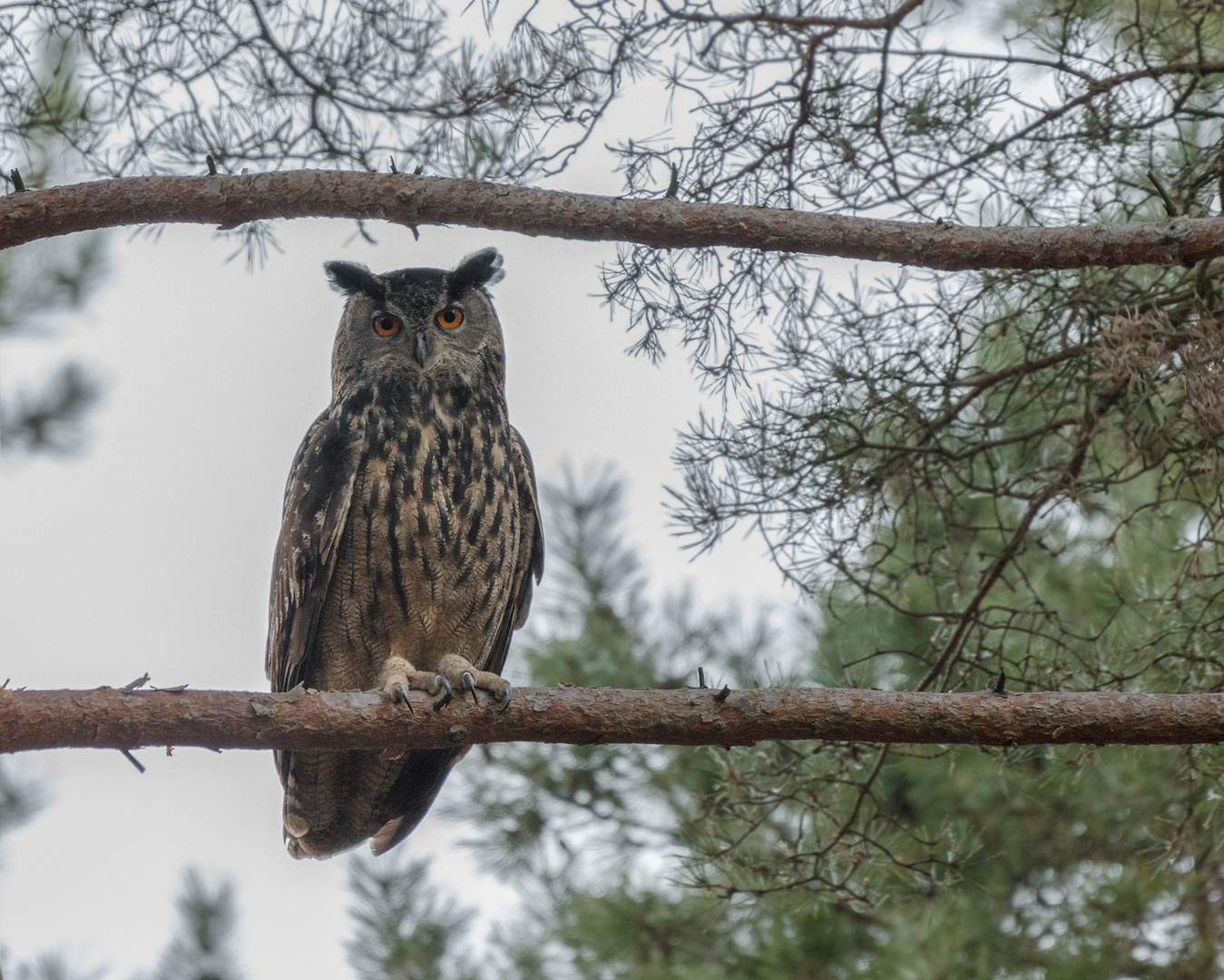 Uhu (Bubo bubo)