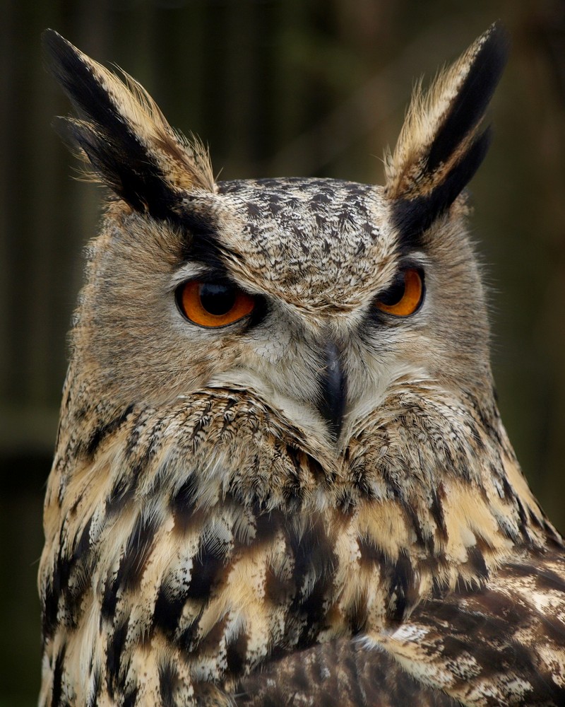 UHU (Bubo Bubo)