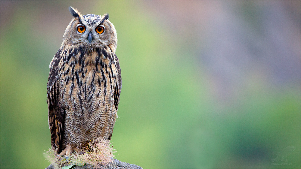 Uhu (Bubo bubo) - Fast Erwachsen