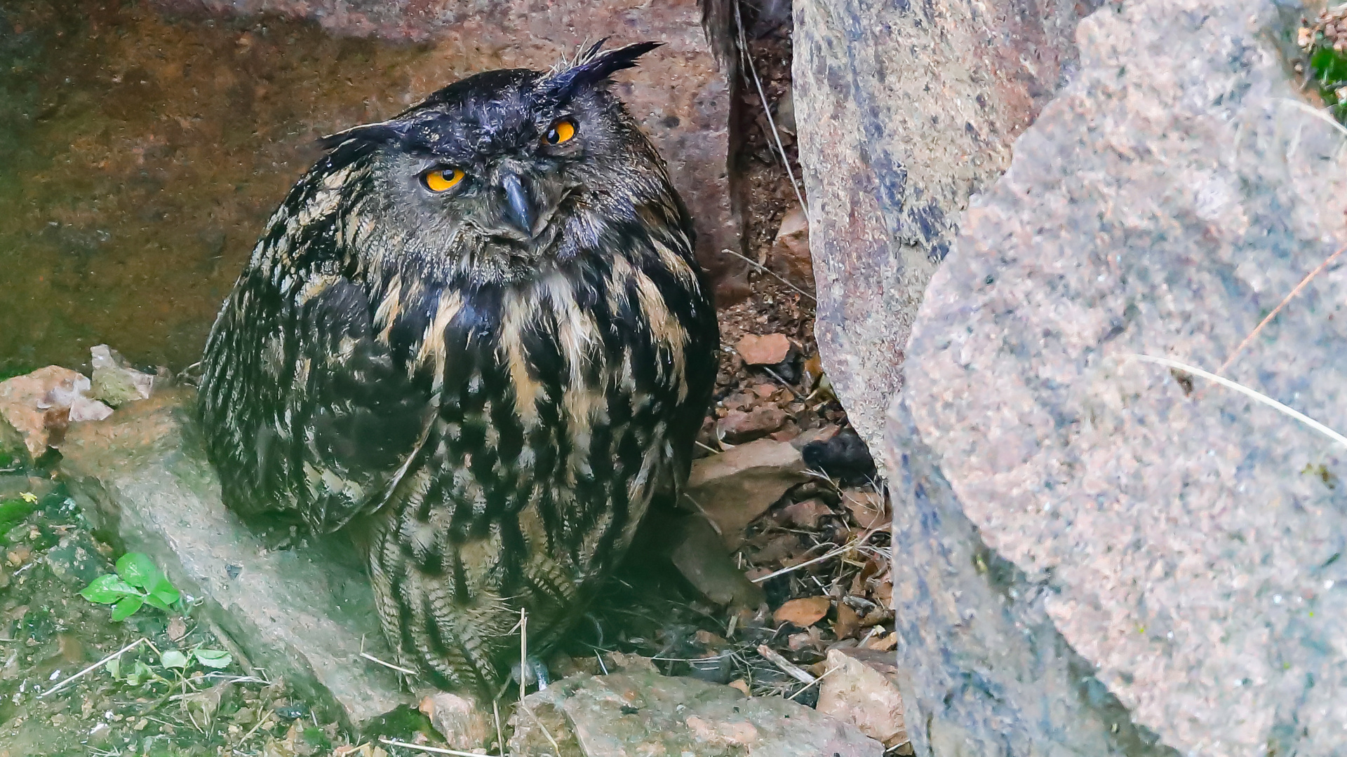 Uhu (Bubo bubo)