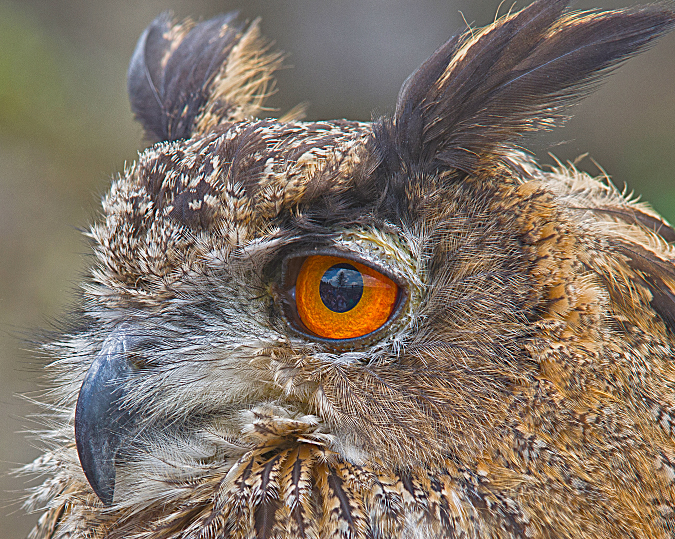 Uhu Bubo bubo Hibou Grand-duc