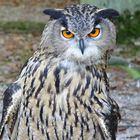 Uhu (Bubo bubo) im Wildpark Edesee