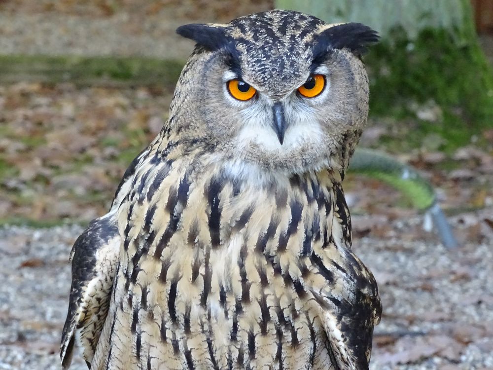 Uhu (Bubo bubo) im Wildpark Edesee