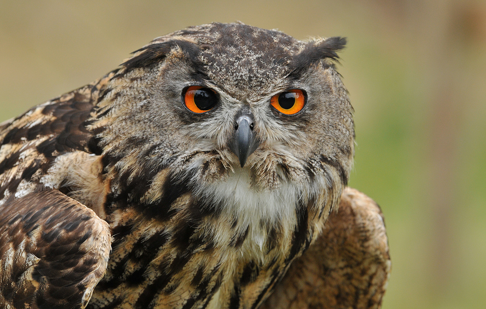 Uhu (Bubo bubo) – kurz vor dem Start