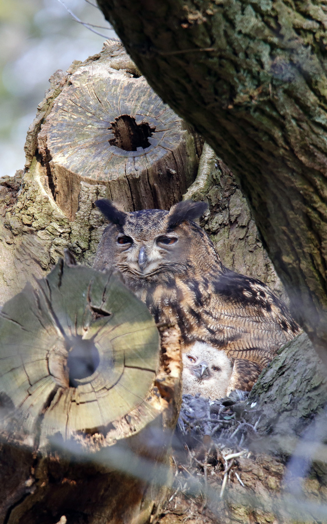 Uhu (Bubo bubo) mit Nachwuchs