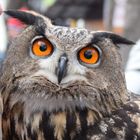 uhu (bubo bubo) schau mir in die augen.....