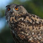 Uhu (Bubo bubo) – Überblicker