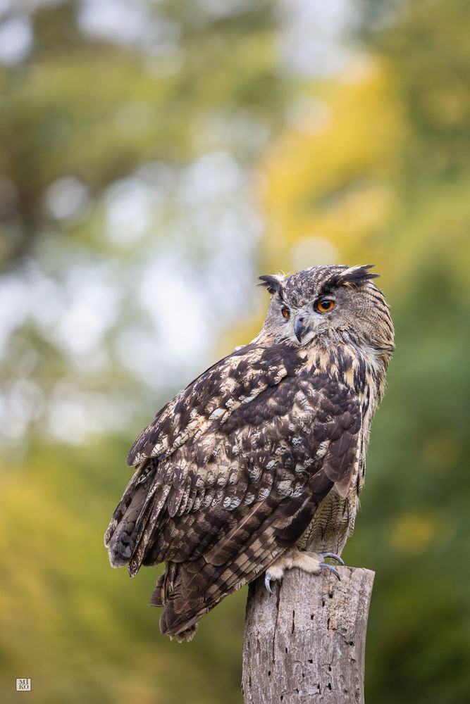 Uhu Foto & Bild deutschland, europe, hessen Bilder auf
