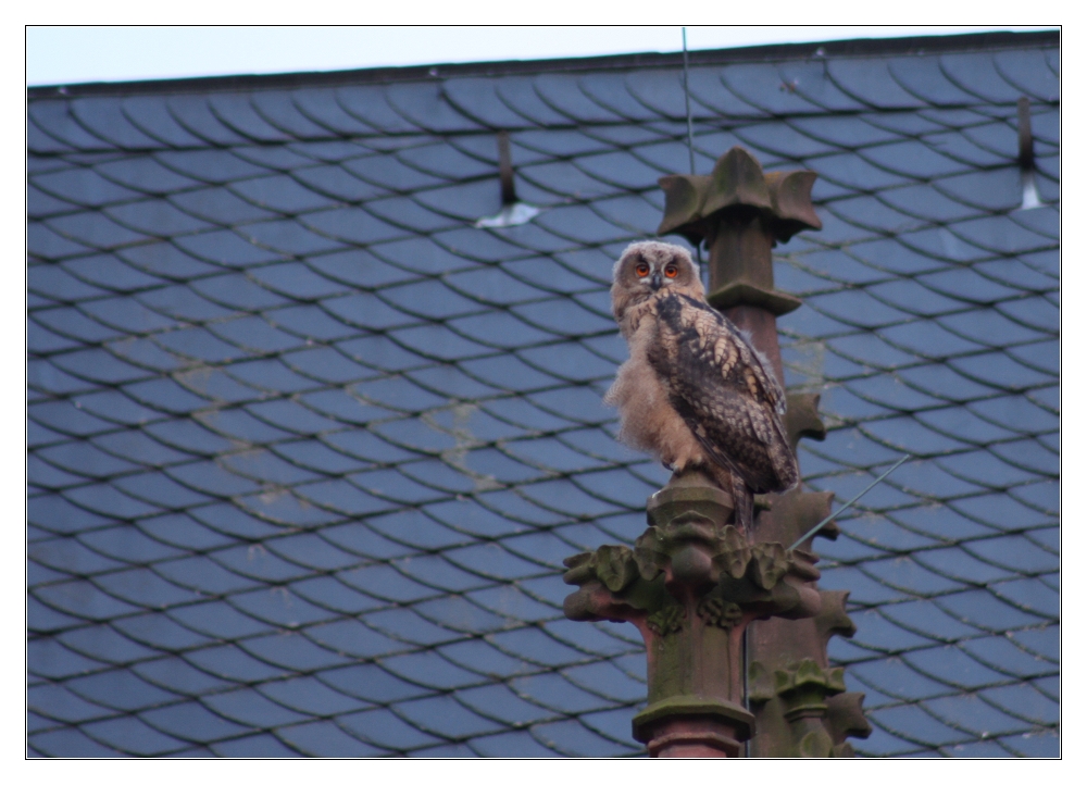 Uhu - ein Jungvogel auf dem Kirchendach