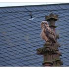 Uhu - ein Jungvogel auf dem Kirchendach