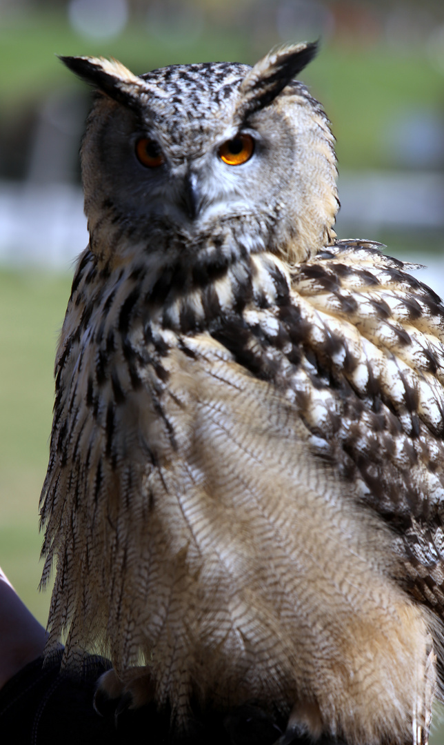 Uhu - eine der größten heimischen Greifvogelarten