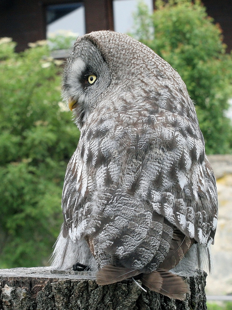Uhu Eule Kauz Foto Bild Tiere Zoo Wildpark Falknerei Vogel Bilder Auf Fotocommunity