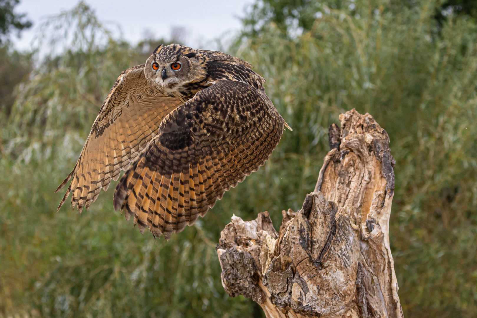 Uhu / Eurasian eagle-owl